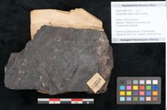 Foto (Objekt + Etikett) von Lycopodites selaginoides Sternbg. (NHMW-GEO-2024-0188-11253)